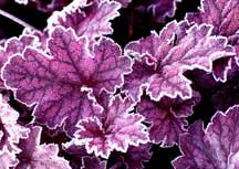 heuchera