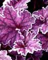 heuchera