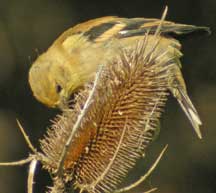winter goldfinch