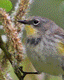 woodpecker