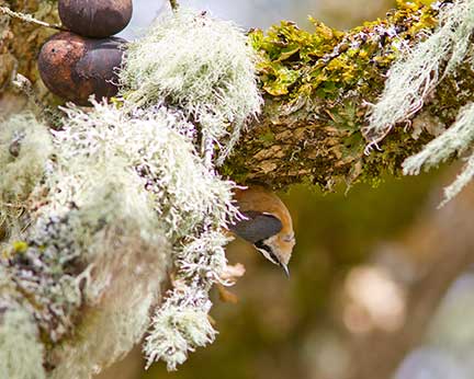 red-breasted nuthatch