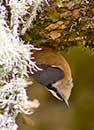 bushtit