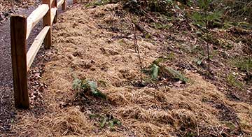 seedlings