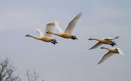 swans