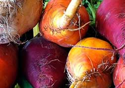 beets