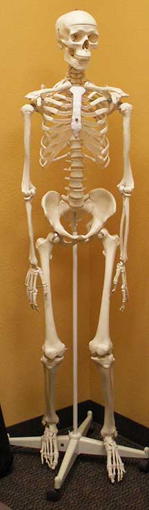 skeleton