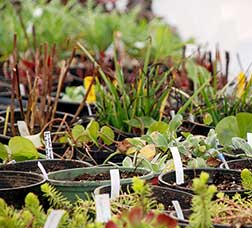 plant sale