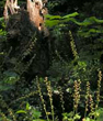 Naturescaping