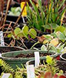 Plant Sales