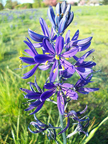 Camas flowers