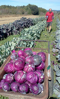 Love Farm