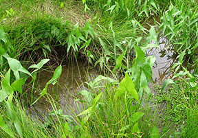 Wapato leaves