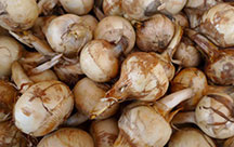 Wapato tubers