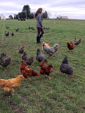 marion chickens