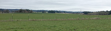marion new pasture
