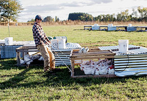 The "chicken tractors" are moved to a fresh patch of grass every day