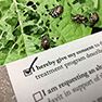 Don't let these beetles eat Oregon!