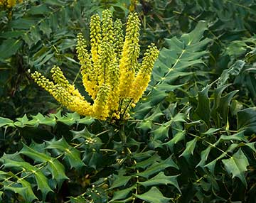 Mahonia Arthur Menzies
