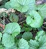 Invasive Weeds