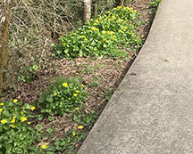 celandine