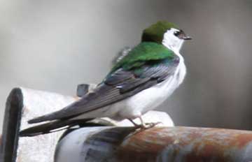 swallow