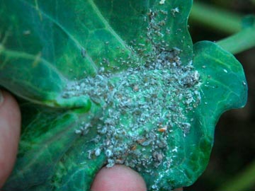 aphids