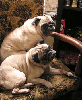 dogs