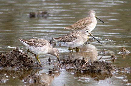 dowitchers