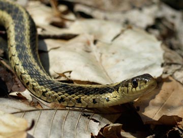 gartersnake