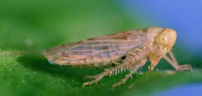 leafhoppper