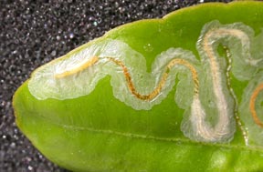 leafminer