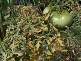 spidermites