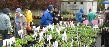 plant sale
