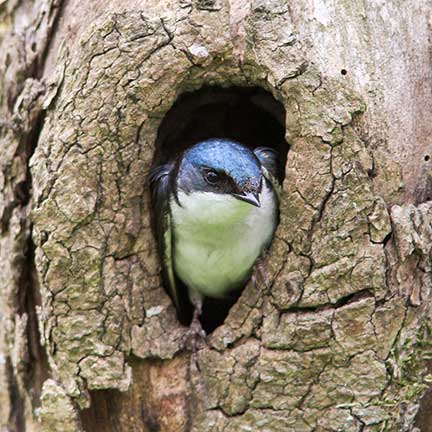 swallow