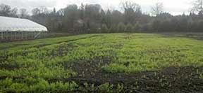 field