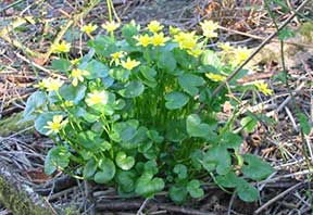celandine