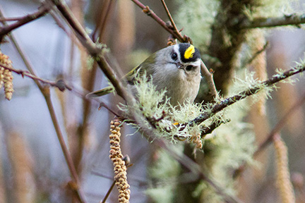 kinglet