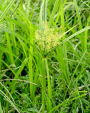 nutsedge