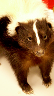 skunk