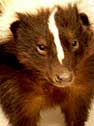 skunk