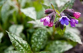 Pulmonaria plant.