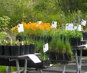 Plants for sale.