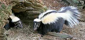Skunks