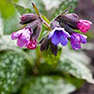 Pulmonaria
