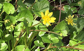 Lesser Celandine.