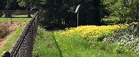 This patch of Lesser Celandine is right at the corner of Saltzman & Dogwood, and next to a water quality swale. We&rsquo;ve notified the church, which owns the property. If you see this in your yard, please follow the instructions to remove it and report it on the Hotline!
