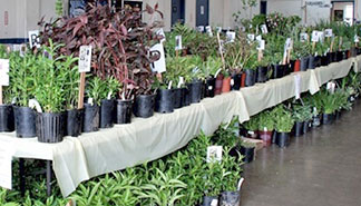 Plant Sale
