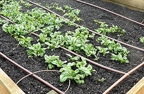 PCC spring greens