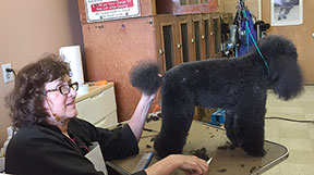 Davies Dog Salon