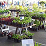 Spring plant sales